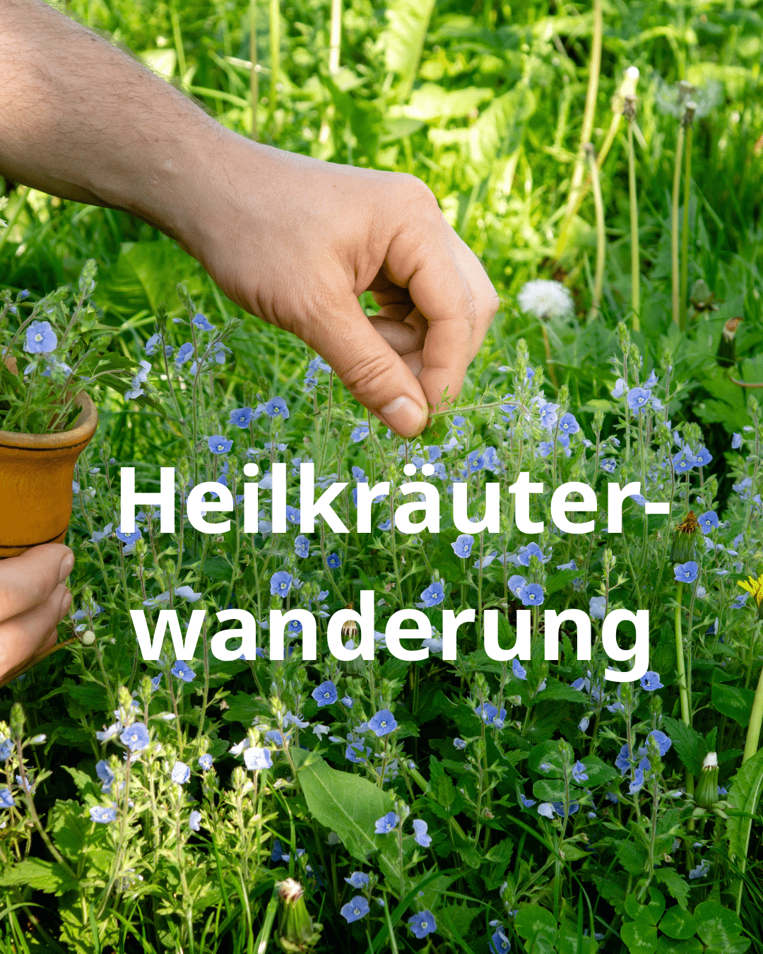 Heilkräuterwanderung mit Apotheker Dr. Dieter Wendorff