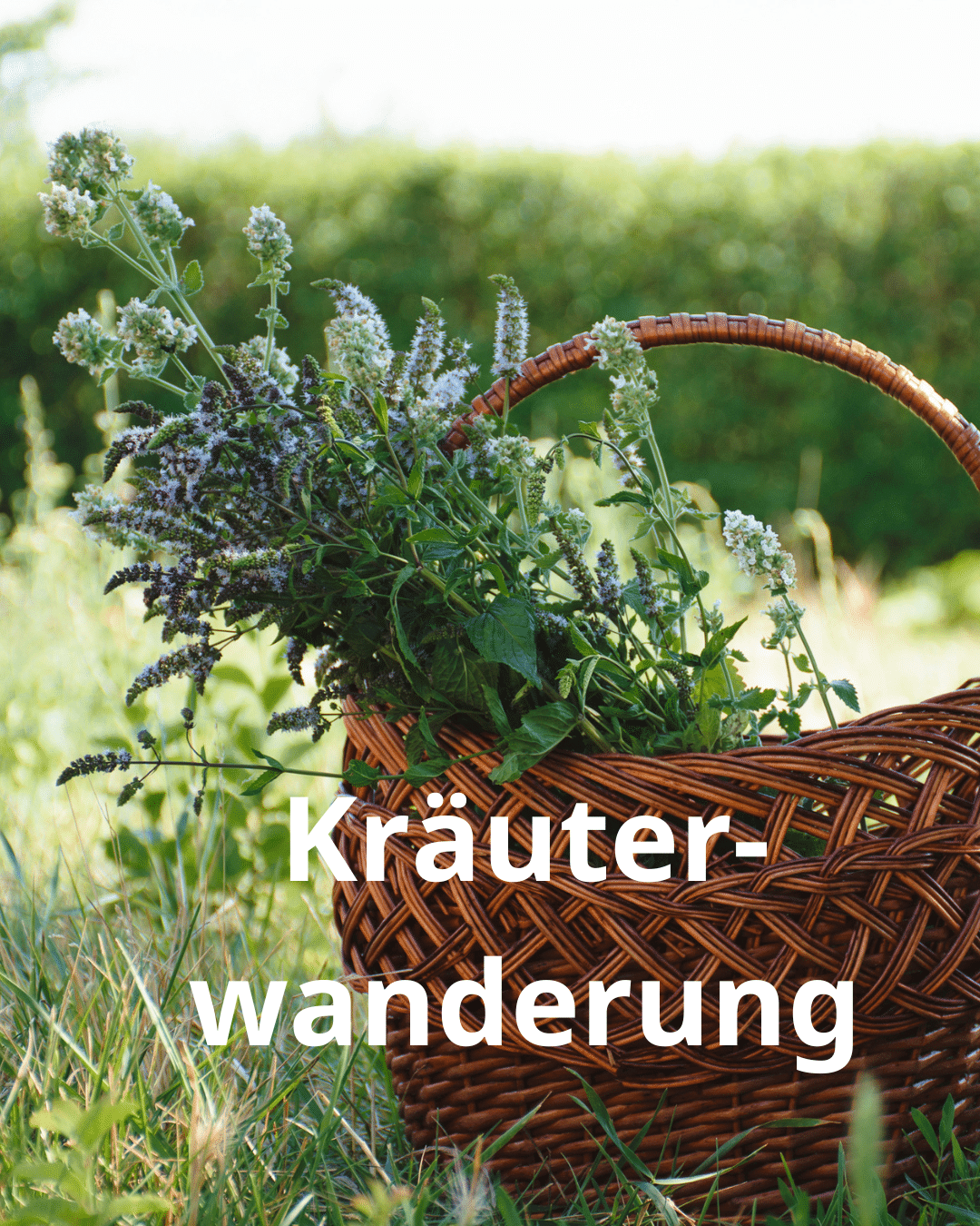 Kräuterwanderung