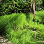 Raus aus dem Kopf - rein in den Wald