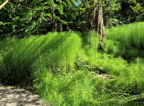 Raus aus dem Kopf - rein in den Wald